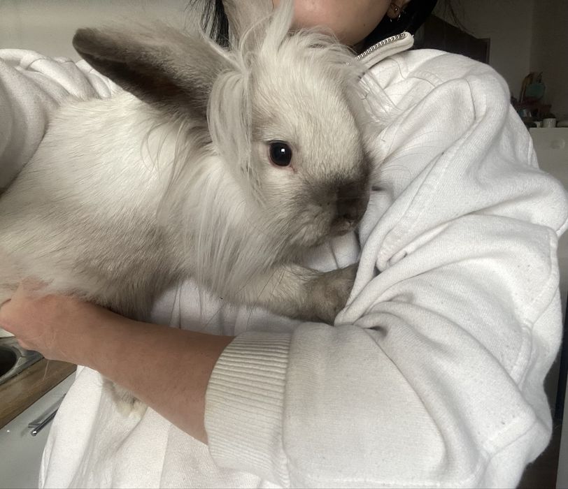 Oddam za darmo 6 - miesiecznego krolika  zamczyka