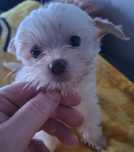 Golddust Yorkshire Terrier
