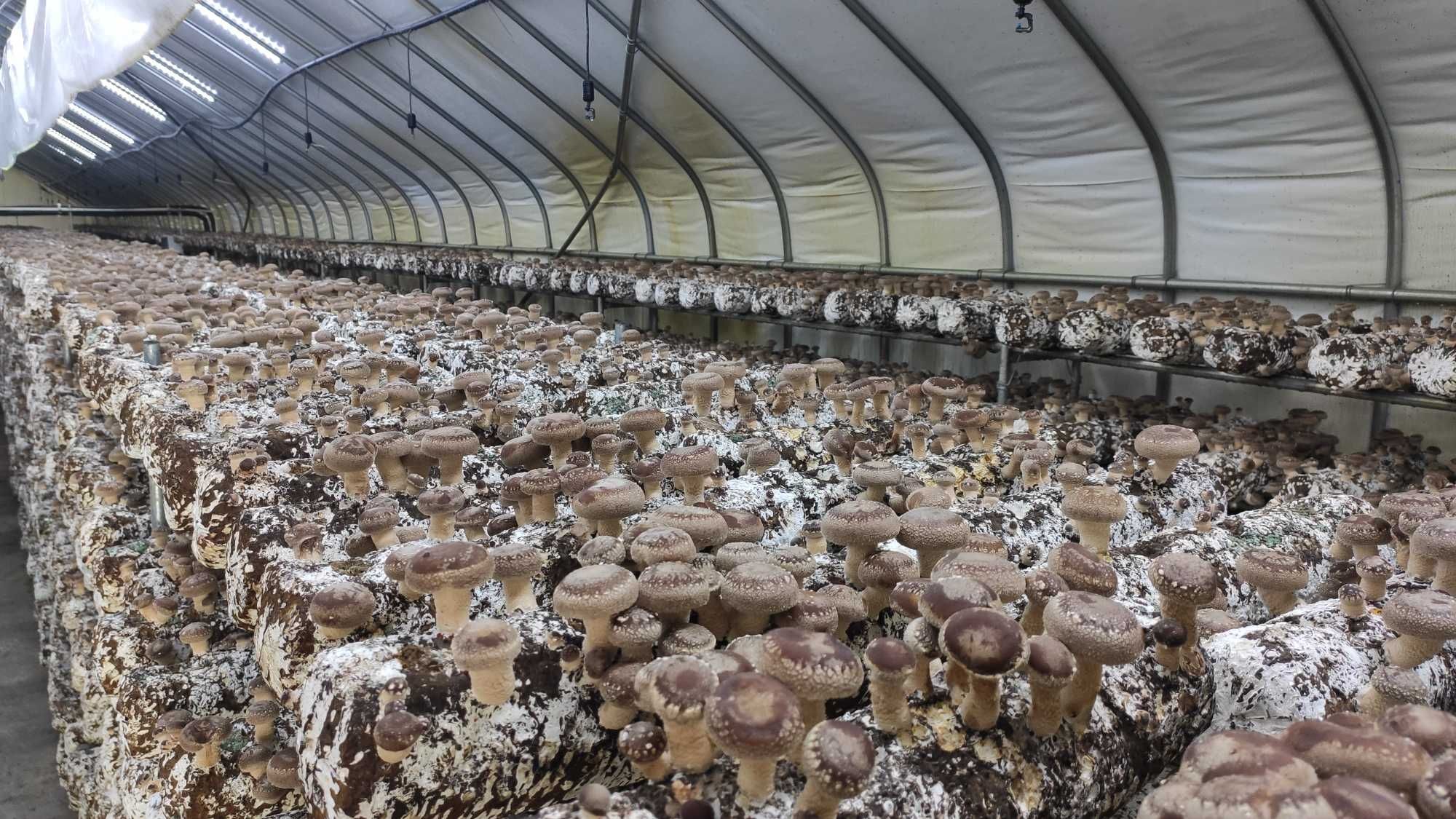 Grzyby Shiitake polski producent grzyby