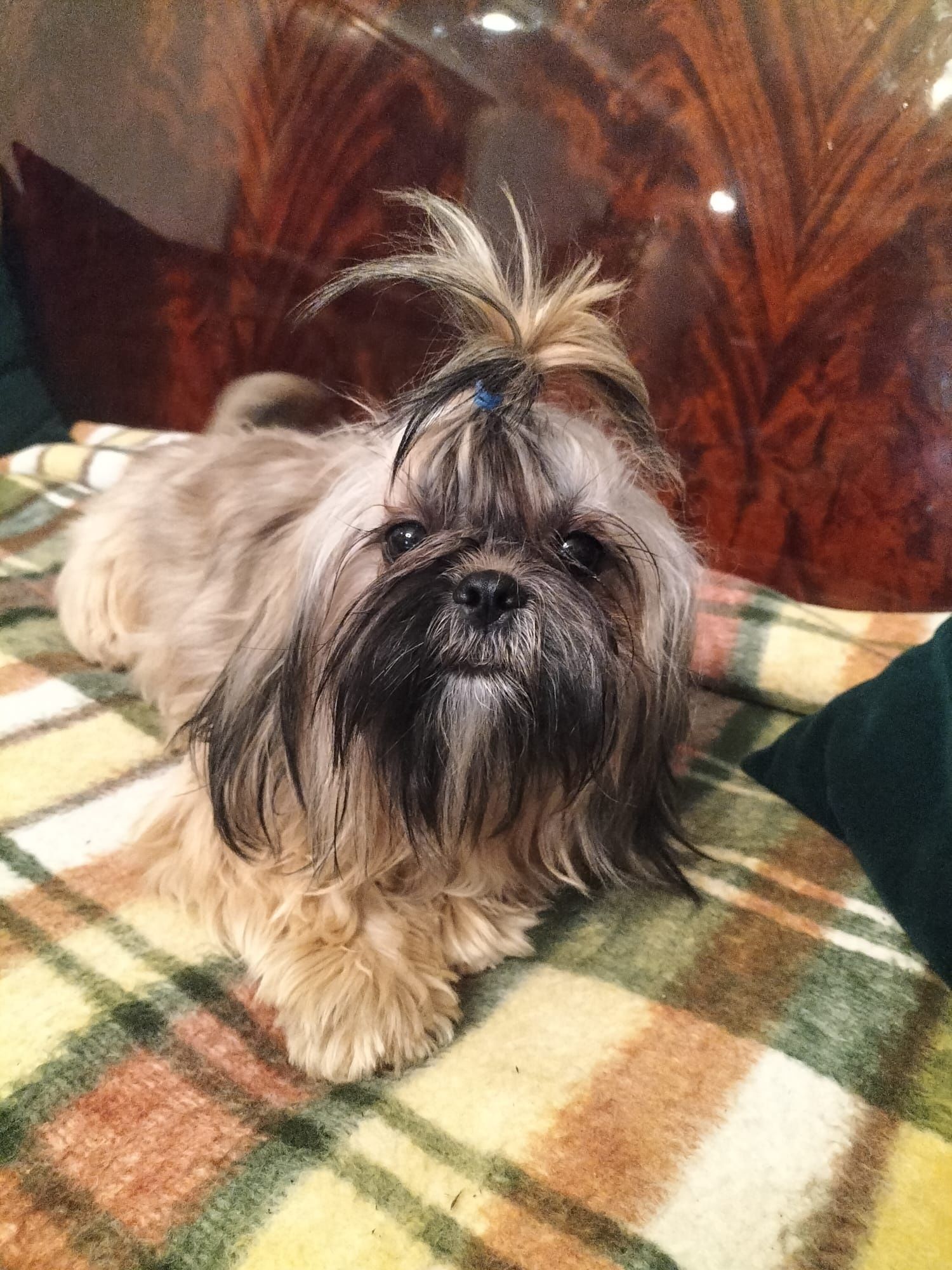 PIesek shih-tzu z  3 szczepieniu. Zdrowy chłopiec