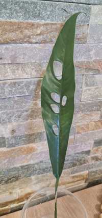 Rhaphidophora Megasperma, pędówka