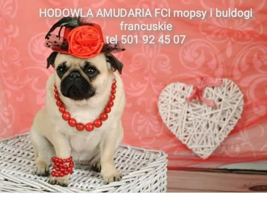 Mops suczka ZkwP FCI Łódź
