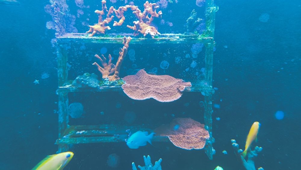 Koralowce SPS, Montipora capicornis, Montipora Samarensis