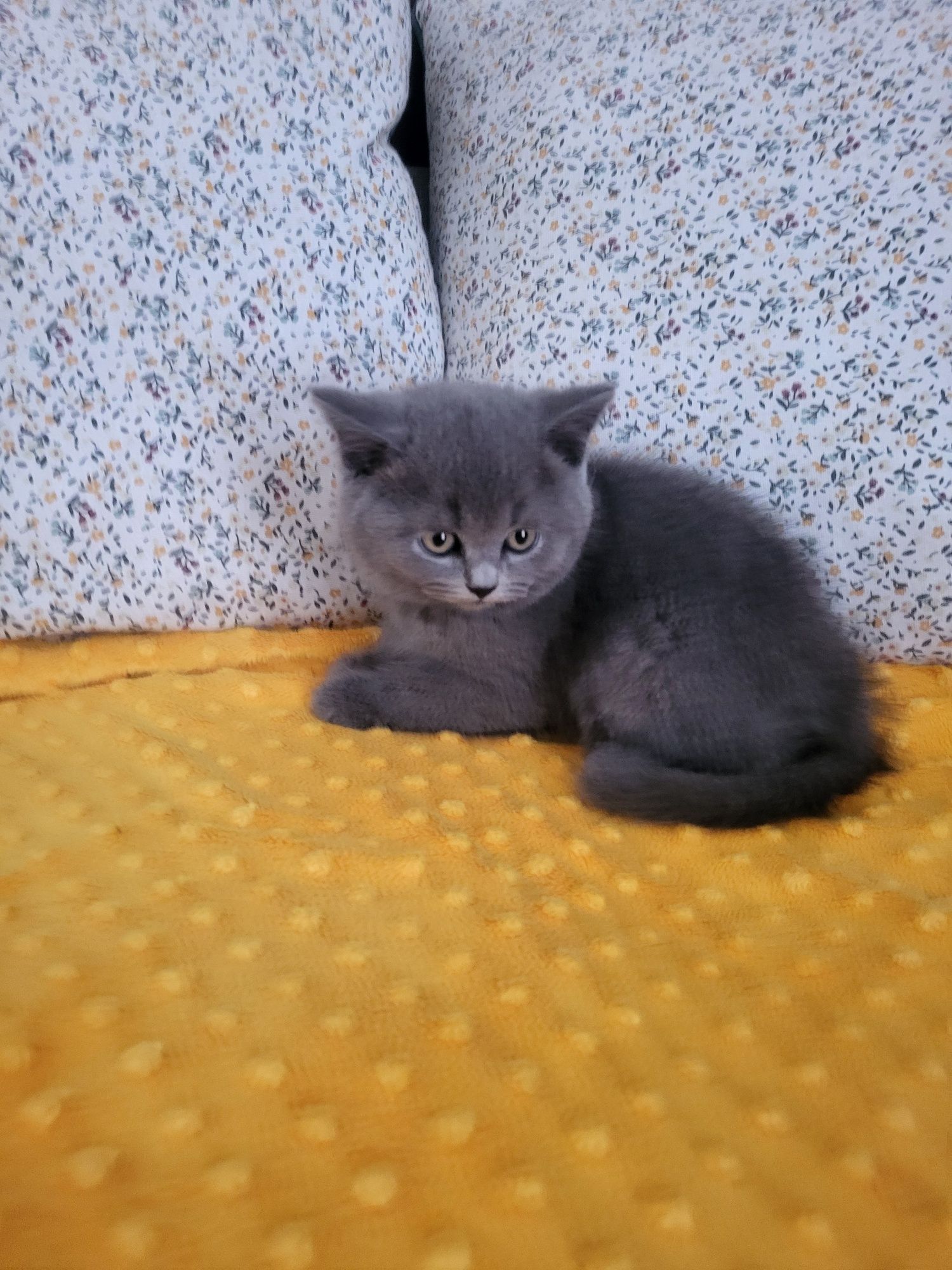Kot brytyjski gotowy do odbioru
