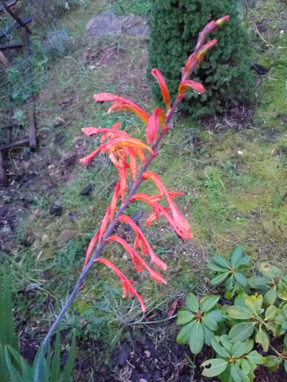 Chasmanthe floribunda ou Lirio cobra