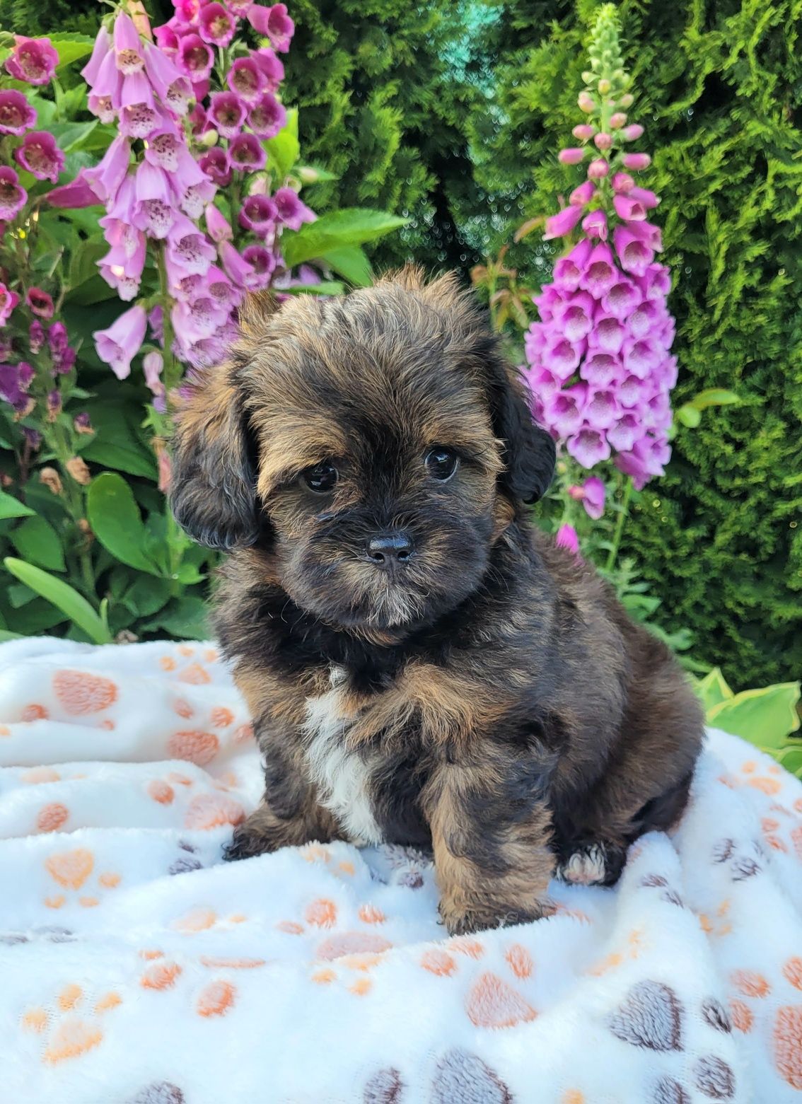 Shihpoo samiec  hybryda shihtzu pudel toy