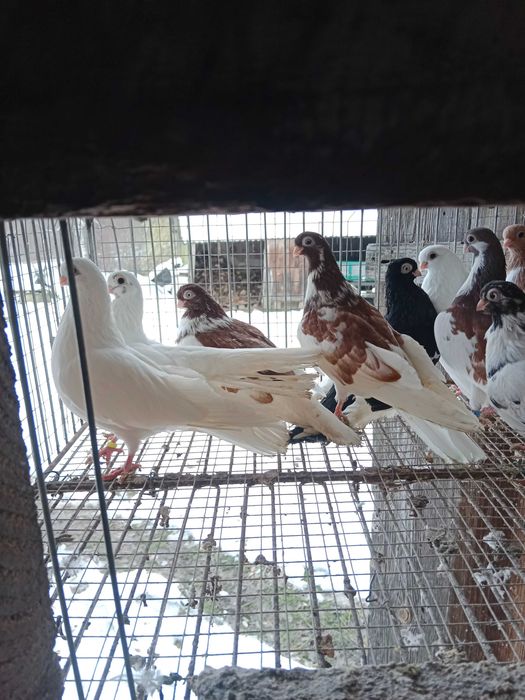 Gołębie zamojskie!!!