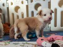 Border Collie ZKwP / FCI eeRed suka