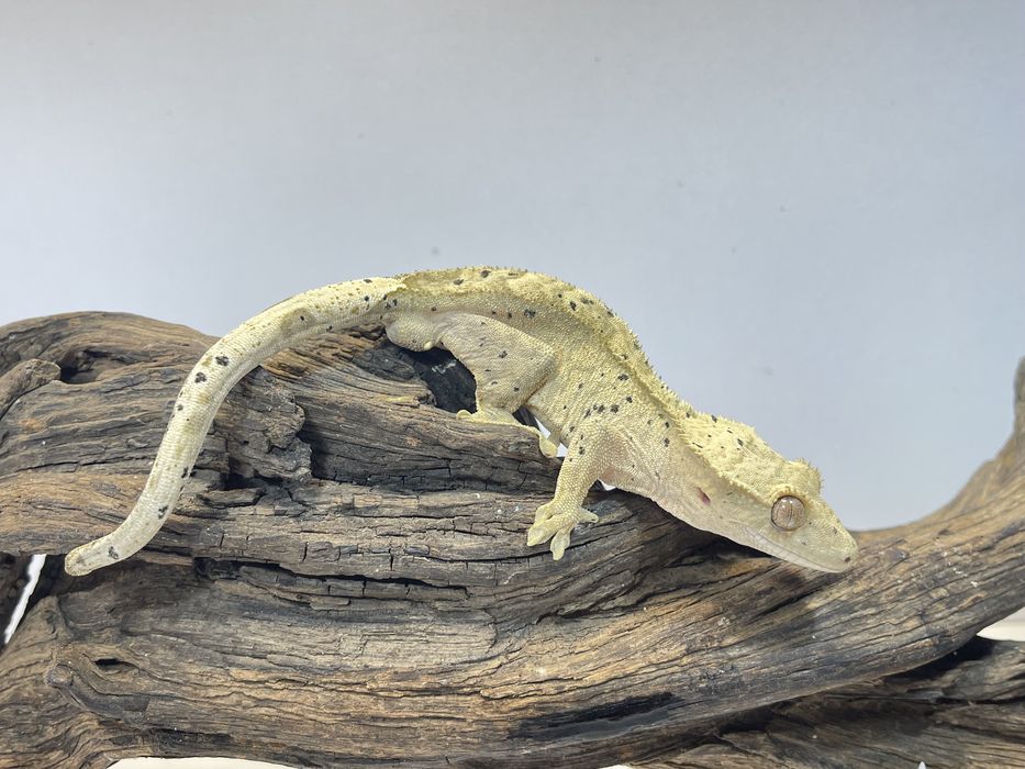 Gekon orzęsiony, gekony orzęsione