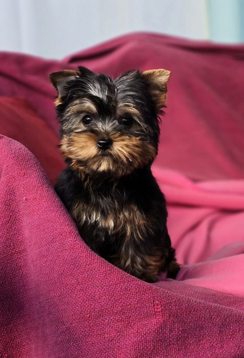 Suczka mini Yorkshire Terrier