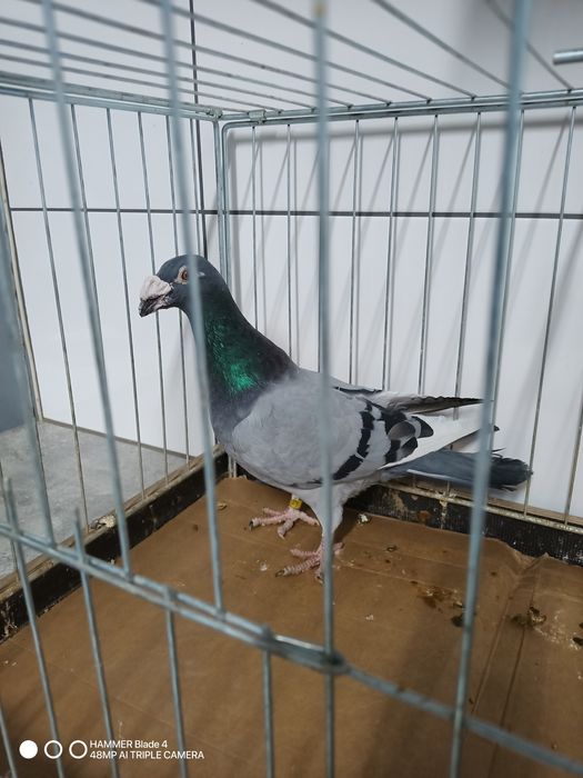 Gołębie staropolskie