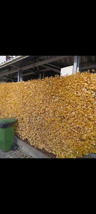 Wycinanie,przycinanie drzew krzewy, rębak,koszenie traw, tuje,żywopłot