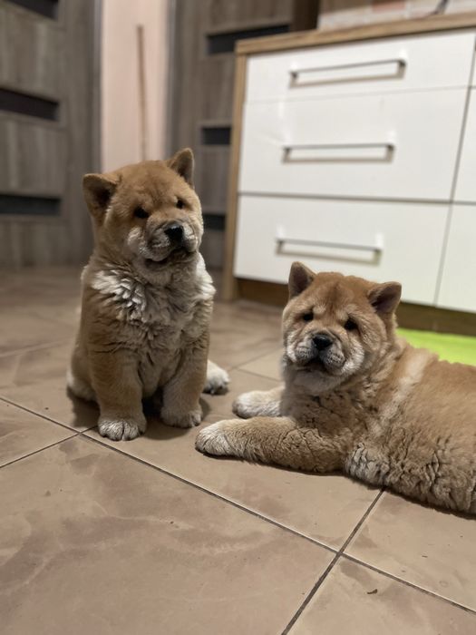 Chow chow - piesek i sunia