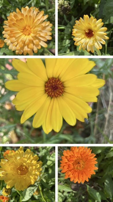 Календула ( нагідки)