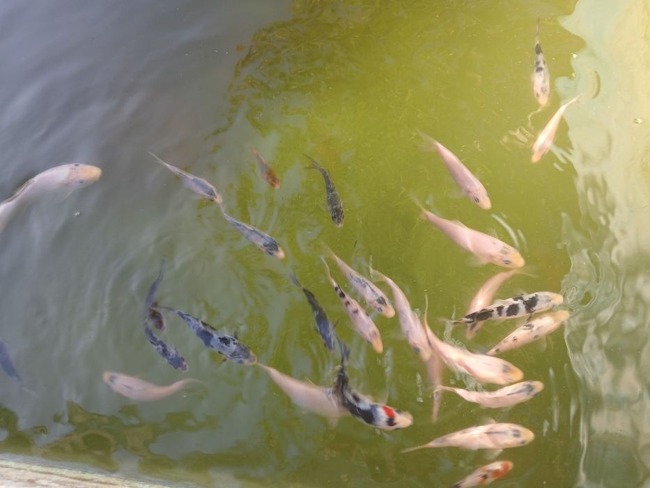 Peixes para lagos e aquários