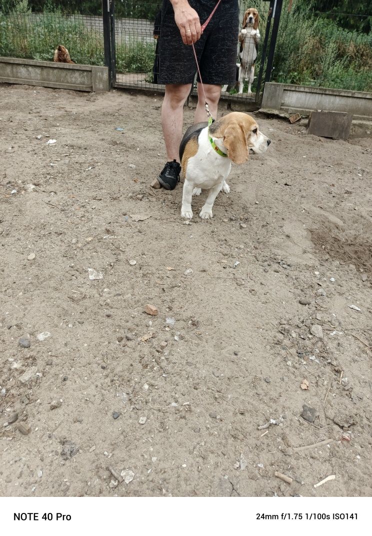 Beagle Beagle suka