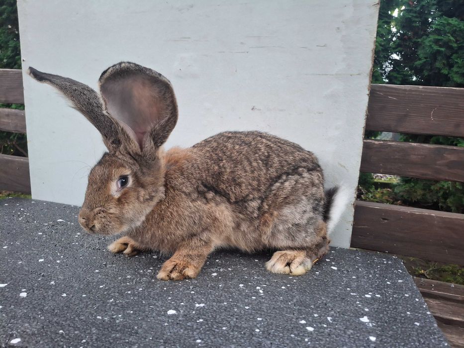 Kroliki samice Belgijskie
