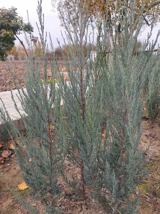 Саджанці ялівець Блю Ерроу, саженцы можжевельник Блю Ерроу, Blue Arrow