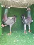 Casal pombos Galinha de Malta