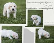 Golden retriever, biszkoptowy piesek z domowej hodowli.