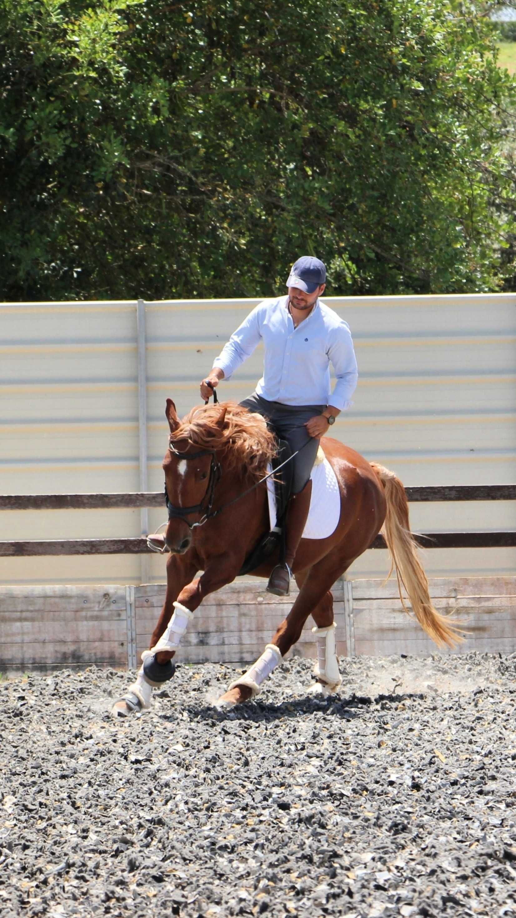 Jovem cruzado Lusitano com excelentes andamentos e temperamento dócil