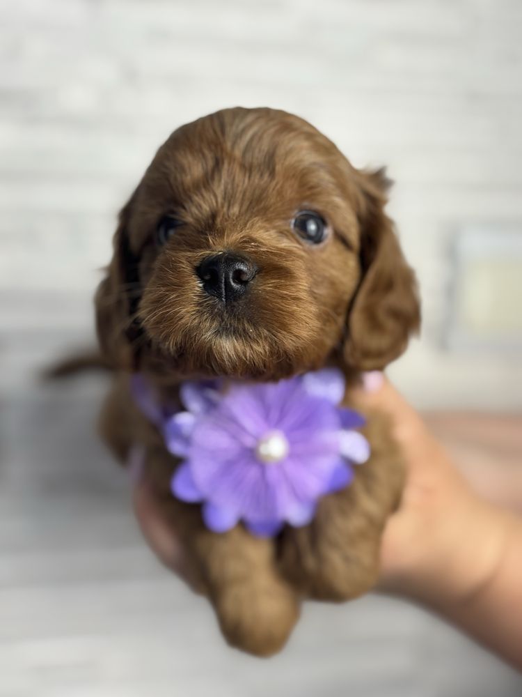 Cavapoo odbior koniec czerwca