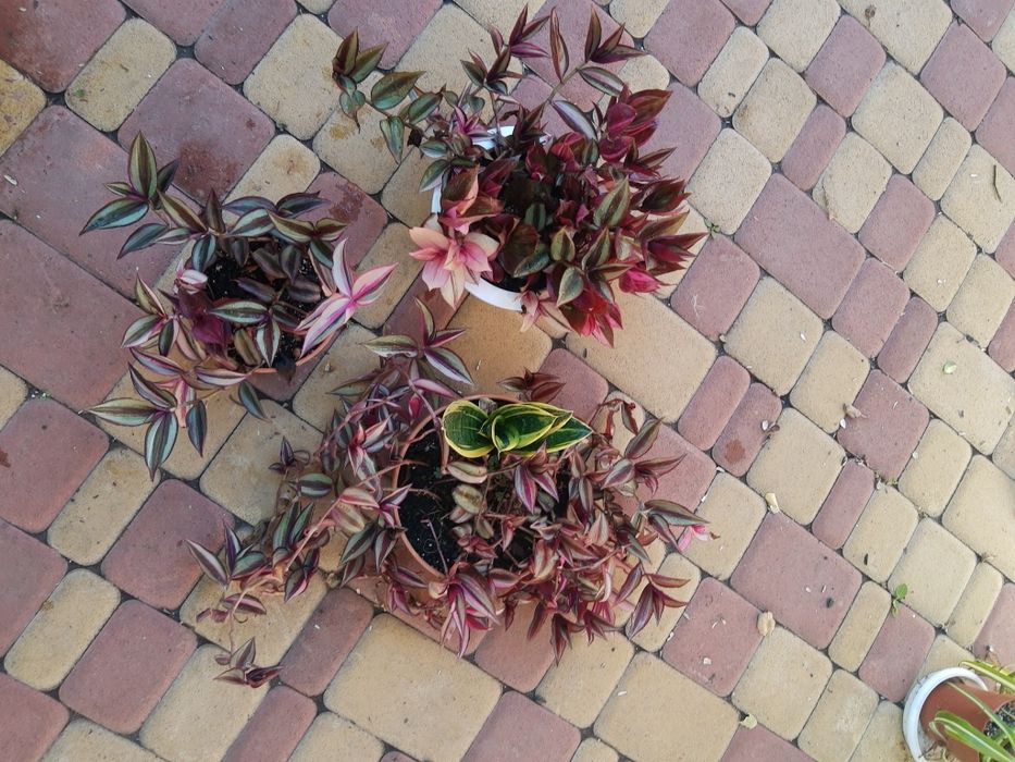 Традесканція чудова