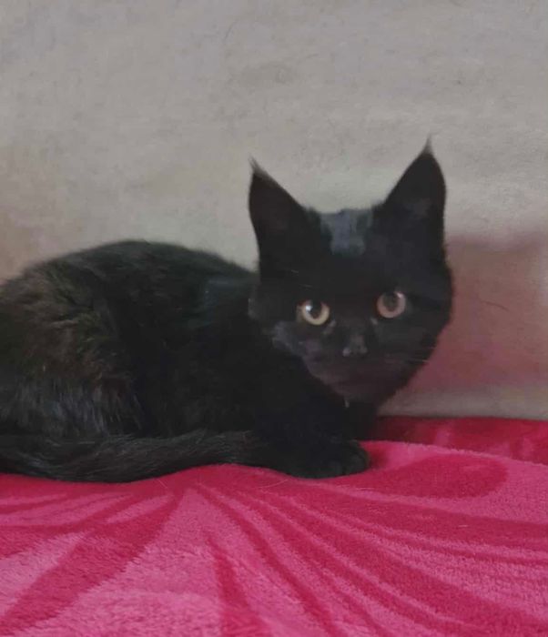 Чорне кошенятко хлопчик шукає найкращий дім! Котик 2 місяці.