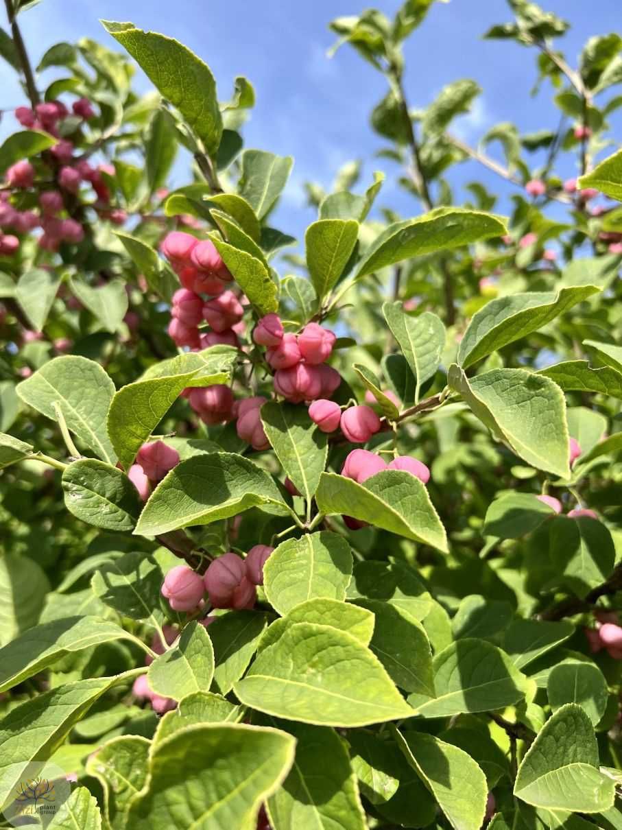 Euonymus phellomanus, Trzmielina korkowa, pień 120cm, obwód 6-8cm