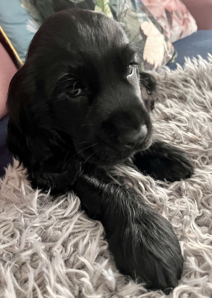 Cocker Spaniel Angielski - rodowód, trening czystości!!