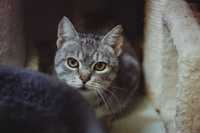 Silver - cudna koteczka bez ogonka szuka domu