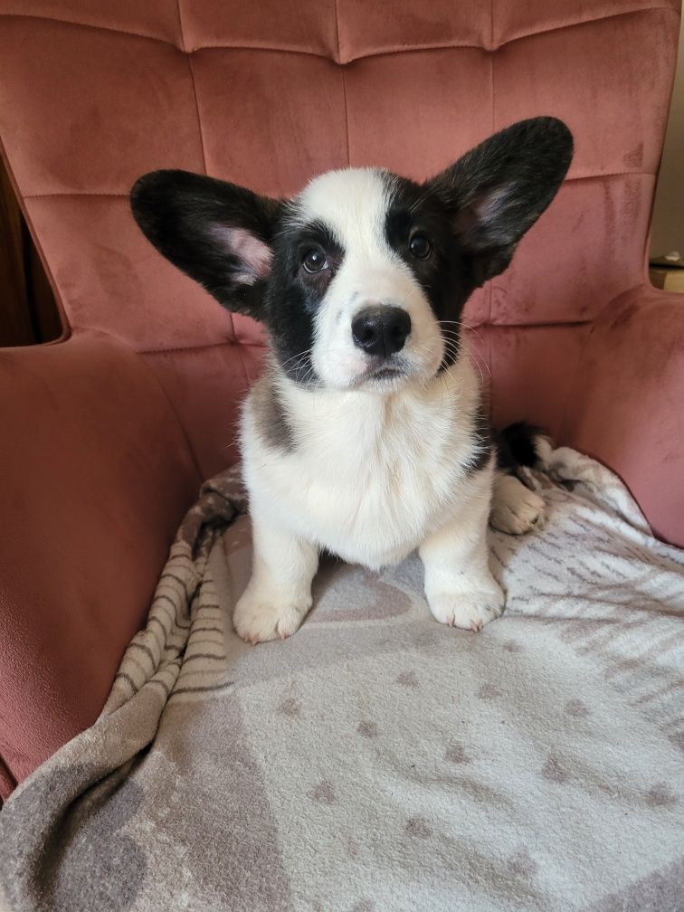 Welsh Corgi Cardigan FCI