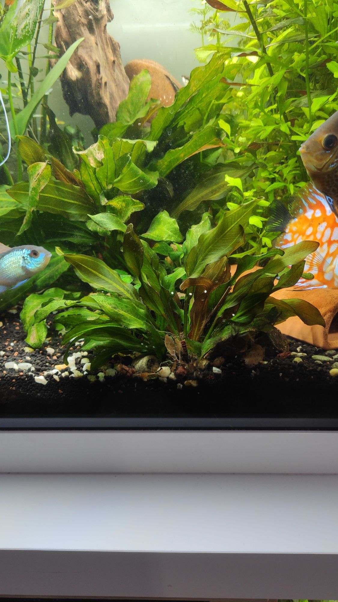 Plantas + oferta peixes