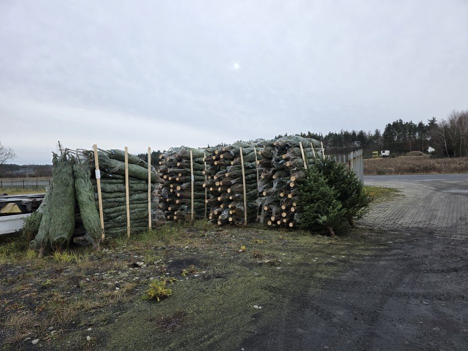 Jodła Kaukaska Dania