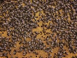 Продам бджолопакети , бджолосімʼї