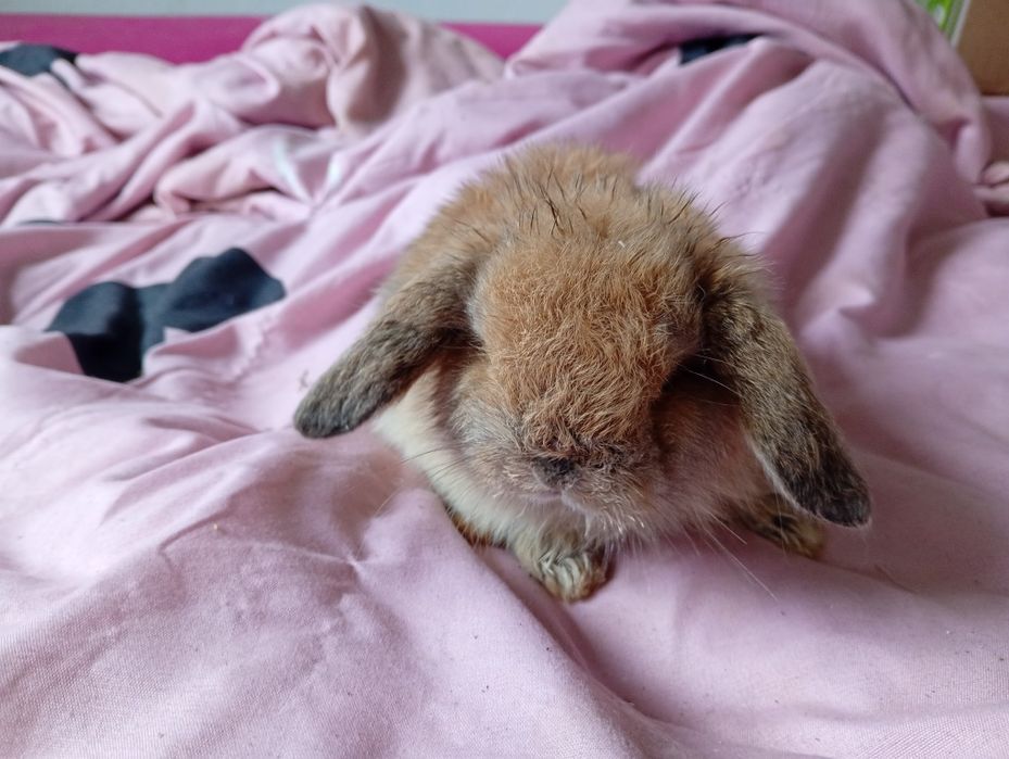 Mini lopki! Różne! Hodowla zarejestrowana