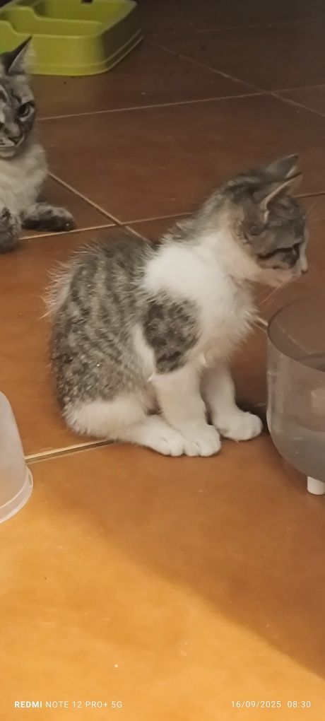 Gatinhos para adoção