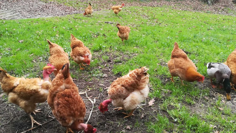 Ovos Galinha Amarela Portuguesa