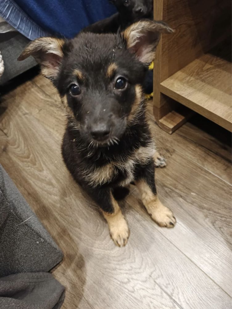 Urocze szczeniaki do adopcji