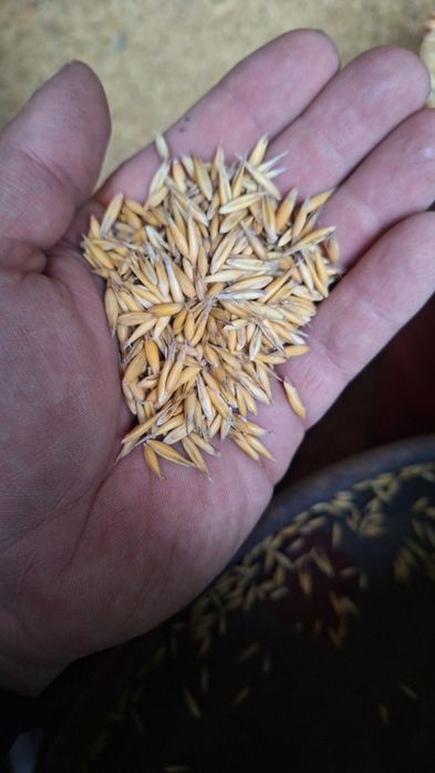 Sprzedam  owies jary