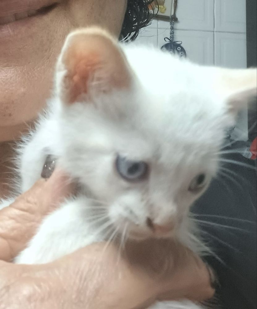 Dá-se gatinhos nascidos no inicio de Maio