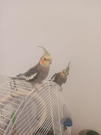 Dwie papugi nimfy z klatką