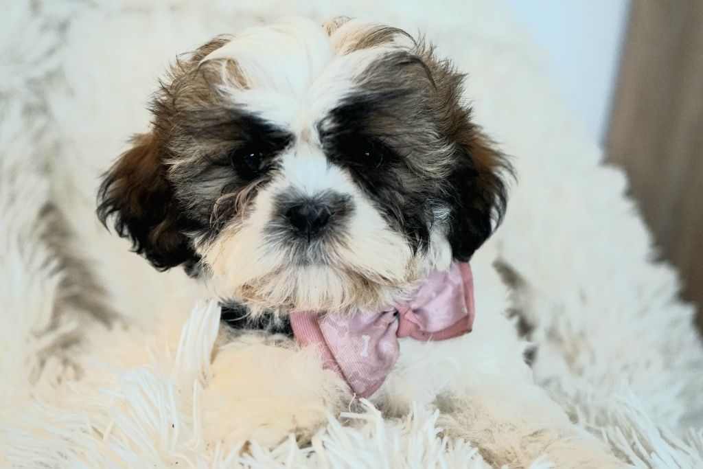 Shih-Tzu od zootechnika  i behawiorysty DNA