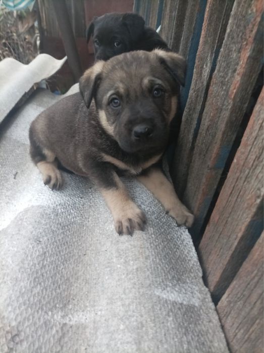 щенки , безкоштовно