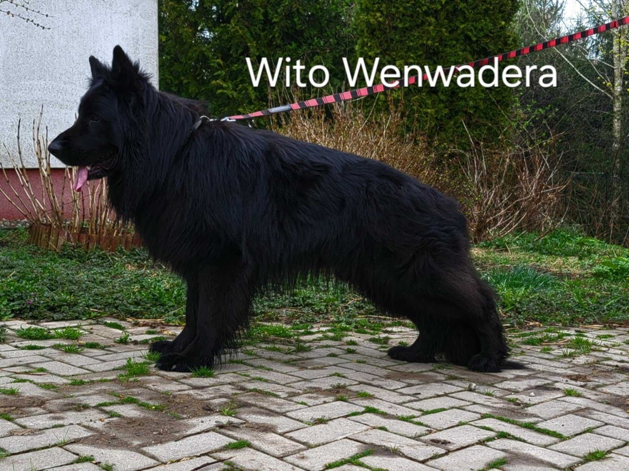 Owczarki Niemieckie Długowłose Miot "L" – czarne i podpalane, rodowód!
