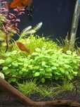 Lobelia cardinalis
