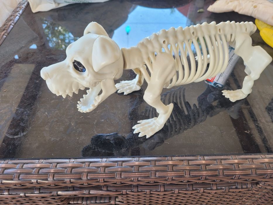 Esqueleto de cão