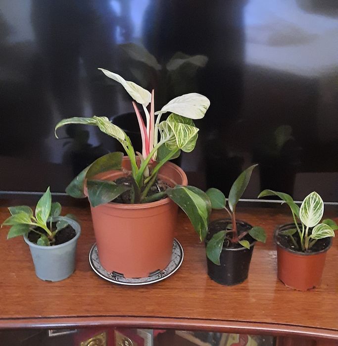 Філодендрон,монстера,драцена,заміокулькас