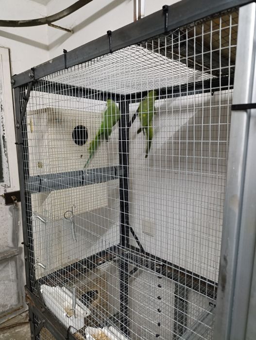 Vendo roselas e ring neck