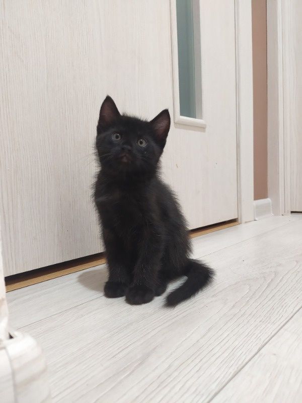 Кузя  безкоштовно